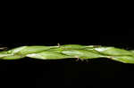 White edge sedge